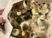 Day old Indian runner ducklings