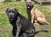 2.yr old female cane corso