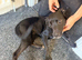 Jess whippet crossed slightly with staff