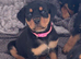 Rottweiler puppies