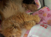 Beautiful female Persian kitten