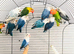 Beautiful young lovebirds for sale.