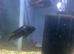 Tropheus Duboisis and Tropheus Molliro