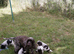 KC Registered Show Type Cocker Spaniel Puppies