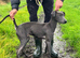 Saluki bull x whippet bull