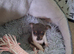 MIXED JACK/SHIH-TZU X2 PUPPIES