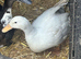 Cayuga duck and Aylesbury duck females