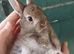 Netherland dwarfs bunnies 3 girls 1 boy