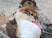 Sexed Muscovy Ducklings Available