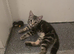 Male 10 week old kitten