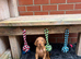 Hungarian wire haired Vizsla puppies