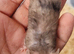 Mix colors mice