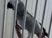 African grey Glasgow