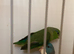 Bonded pair of parrotlets