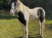 Cob gelding weanling