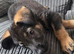 4 female German shepherds