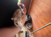 2 young male rats