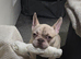 French bull-dog.