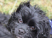 black cavapoo x female