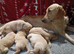 GOLDEN RETRIEVER PUPPIES (KC registered)