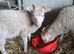 Ewe lamb and ram lamb