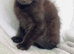 Kittens looking for special homes