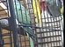 Quality Proven Pair of Large Alexandrines