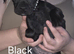 Cane corso cross presa canerio
