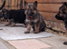 Beautiful German shepherd puppies