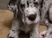 Quality KC Great dane puppies