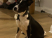 Lurcher X collie