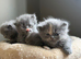 Beautiful Persian Kittens
