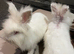 two white lion head bunnies