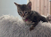 Playful Kittens