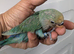 LOVE BIRD BABY FOR SALE