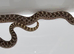 Sable Male Western Hognose
