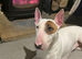 Diva 3 year old Bully