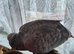 Female african grey