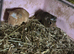 A variety of genders and colours of beautiful baby guinea pigs