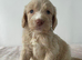F1 cockapoo puppies