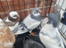 Beautiful Quality Pigeons &ndash; Ready for New Homes
