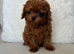 Beautiful, tiny Asian poodle boy & girl