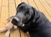 8 month old working line kc registered labrador