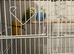 Lovely budgies for sale