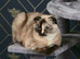 Scottish fold kittens