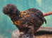 Silkie