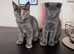 CUTE SCOTTISH FOLD KITTENS 12 WEEKS 2 left!