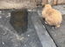 Very sweet Rabbits