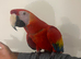 Stunning Talking Very Tame Loving Scarlet Macaw