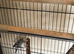 Budgies
